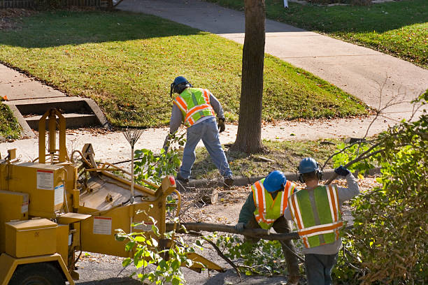 Best Commercial Tree Services  in Britton, SD