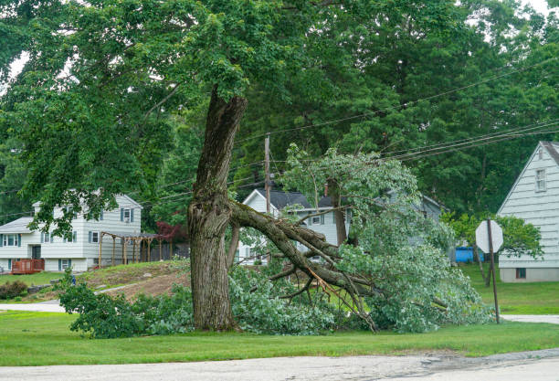 Why Choose Our Tree Removal Services in Britton, SD?