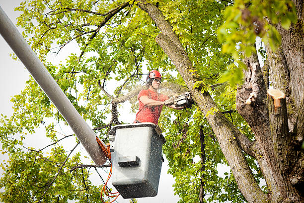 Britton, SD  Tree Services Company